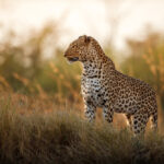 Why Are Safaris Expensive? Understanding the Costs