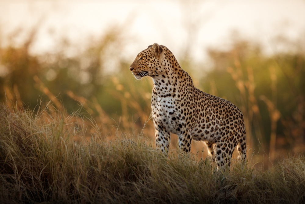 Why Are Safaris Expensive? Understanding the Costs