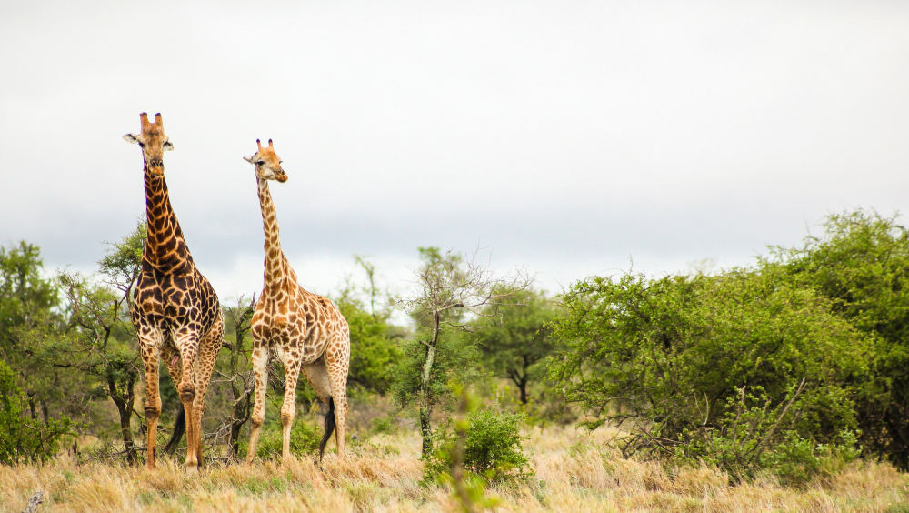 safari pricing