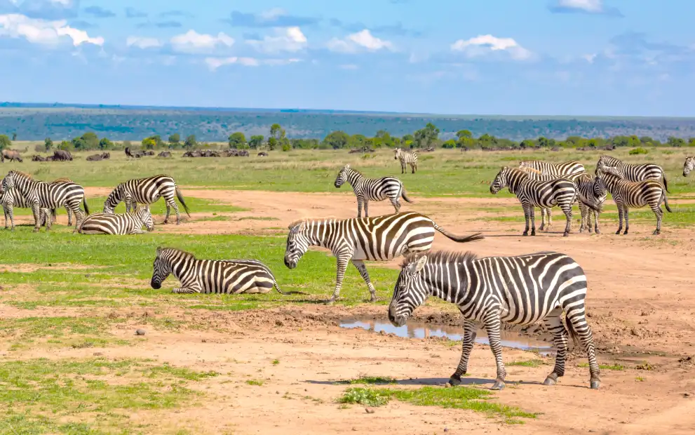 safari