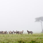 Peak Safari Season: