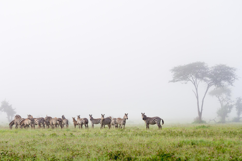 Peak Safari Season: