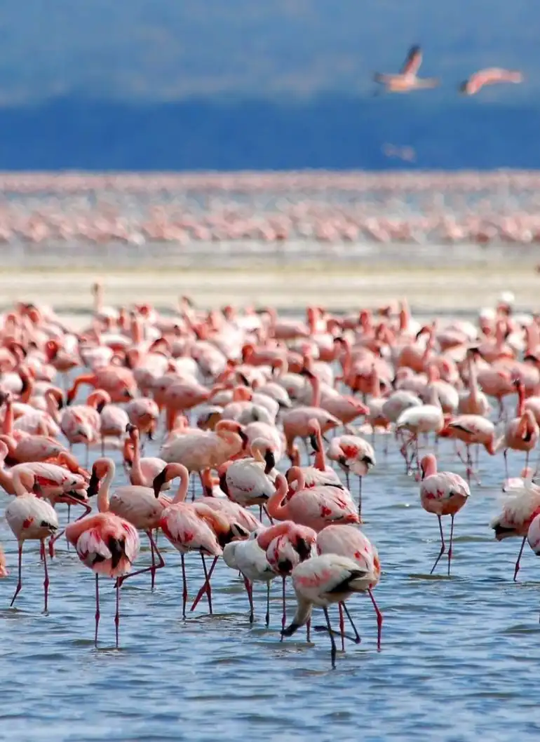 Lake Nakuru