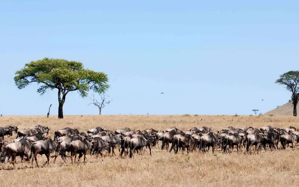 Peak Safari Season