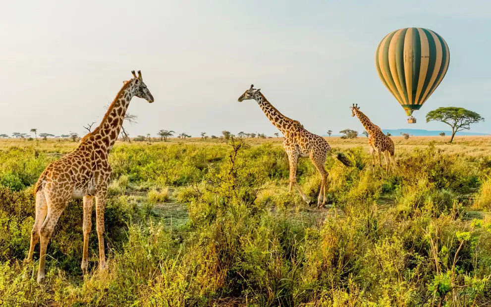 serengeti