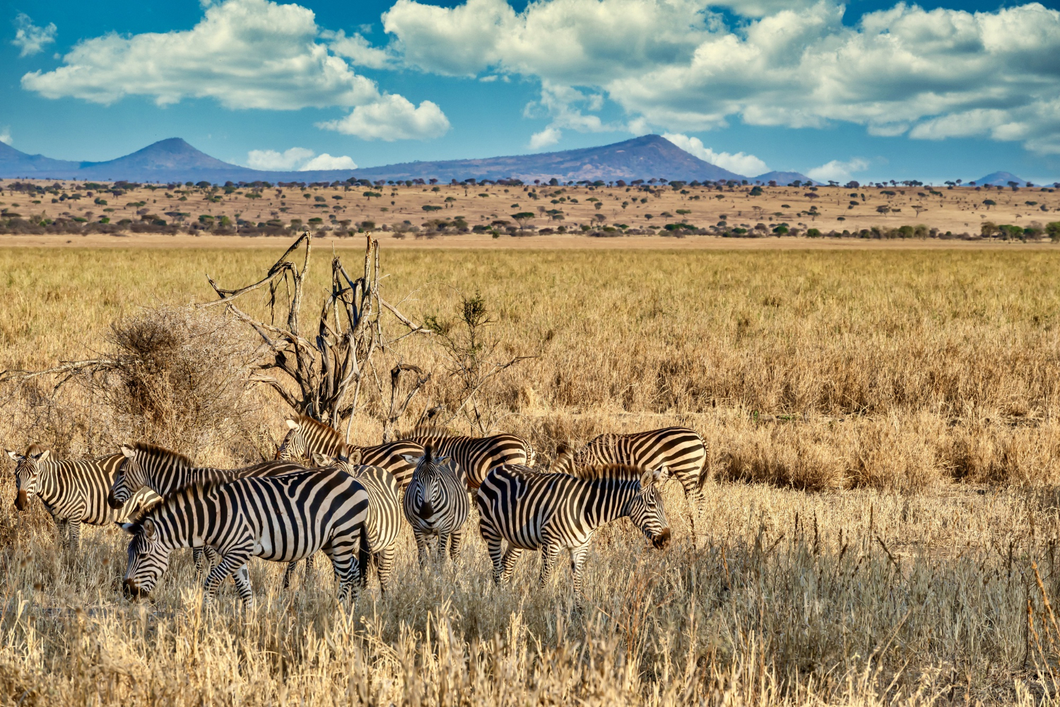 Maasai Mara