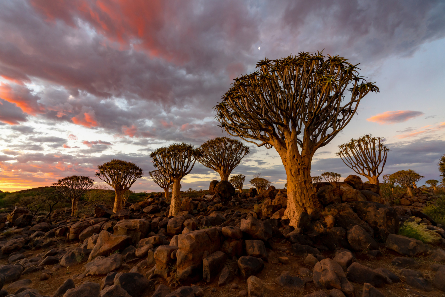 Samburu
