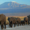 5 Days Amboseli, Lake Nakuru & Masai Mara