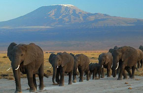 5 Days Amboseli, Lake Nakuru & Masai Mara