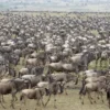 5-Day Masai Mara Road Safari