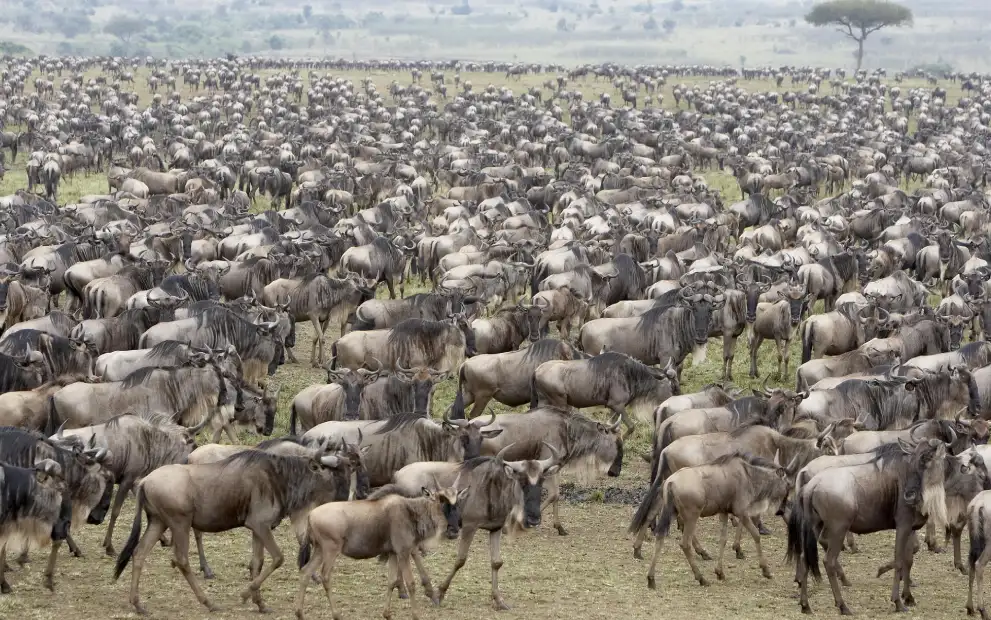 5-Day Masai Mara Road Safari