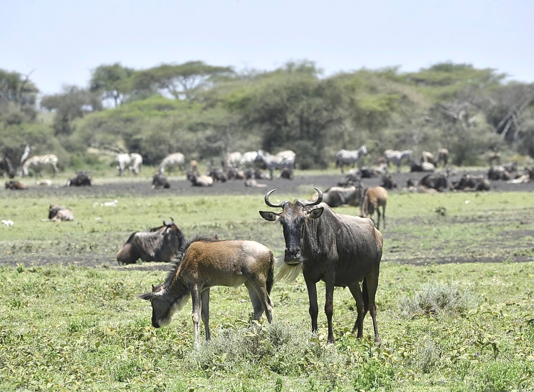 ndutu plains