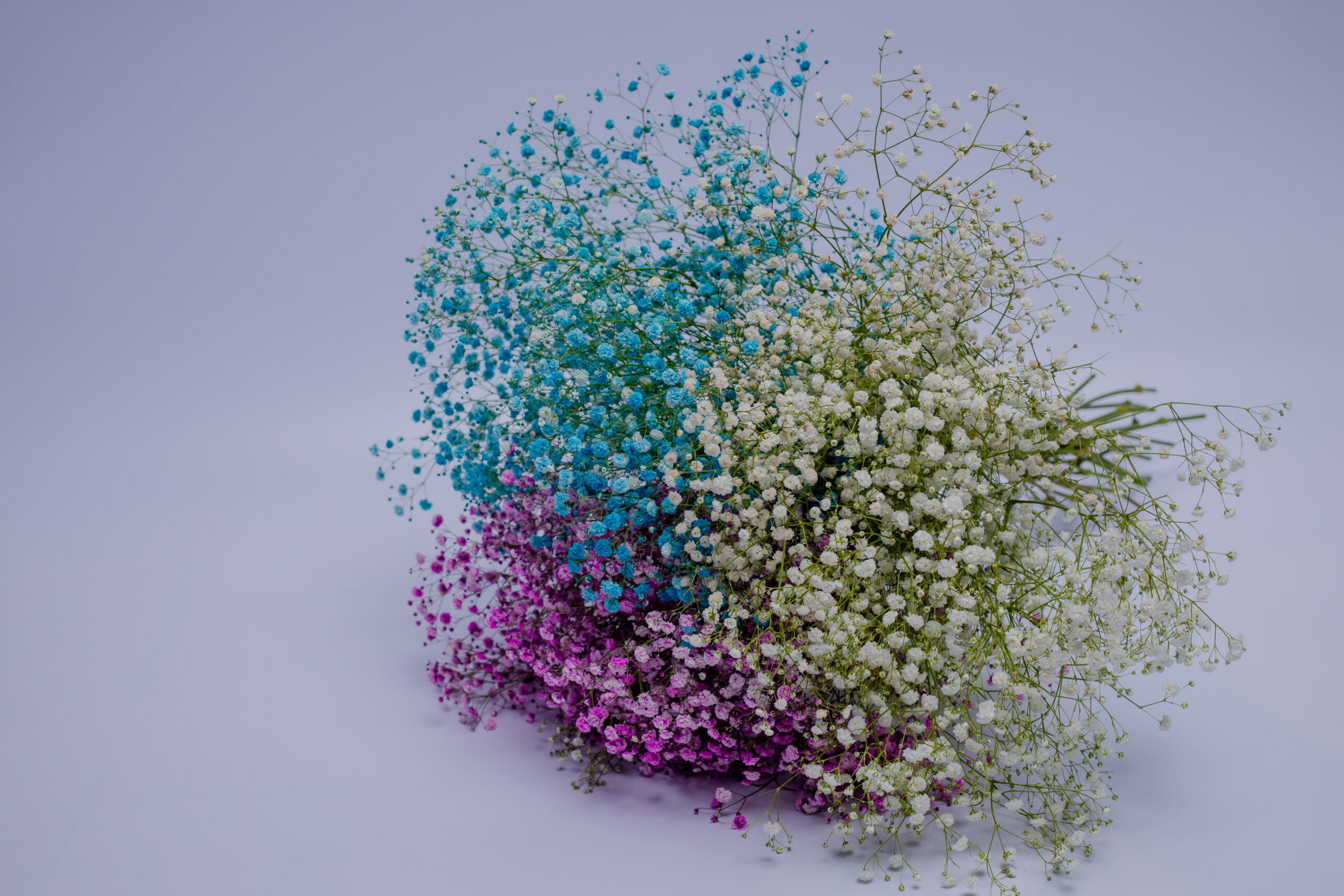 zuri blooms social media case study